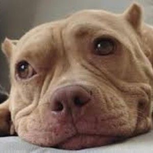 Meet your Posher, Charlie